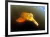 Pink River Dolphin - Boto (Inia Geoffrensis) Acajatuba Lake, Negro River, Amazonas, Brazil-Franco Banfi-Framed Photographic Print