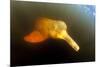 Pink River Dolphin - Boto (Inia Geoffrensis) Acajatuba Lake, Negro River, Amazonas, Brazil-Franco Banfi-Mounted Photographic Print