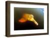 Pink River Dolphin - Boto (Inia Geoffrensis) Acajatuba Lake, Negro River, Amazonas, Brazil-Franco Banfi-Framed Photographic Print