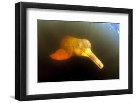Pink River Dolphin - Boto (Inia Geoffrensis) Acajatuba Lake, Negro River, Amazonas, Brazil-Franco Banfi-Framed Photographic Print
