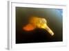 Pink River Dolphin - Boto (Inia Geoffrensis) Acajatuba Lake, Negro River, Amazonas, Brazil-Franco Banfi-Framed Photographic Print