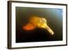 Pink River Dolphin - Boto (Inia Geoffrensis) Acajatuba Lake, Negro River, Amazonas, Brazil-Franco Banfi-Framed Photographic Print