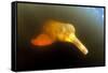 Pink River Dolphin - Boto (Inia Geoffrensis) Acajatuba Lake, Negro River, Amazonas, Brazil-Franco Banfi-Framed Stretched Canvas