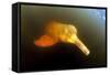 Pink River Dolphin - Boto (Inia Geoffrensis) Acajatuba Lake, Negro River, Amazonas, Brazil-Franco Banfi-Framed Stretched Canvas