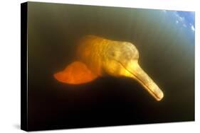 Pink River Dolphin - Boto (Inia Geoffrensis) Acajatuba Lake, Negro River, Amazonas, Brazil-Franco Banfi-Stretched Canvas