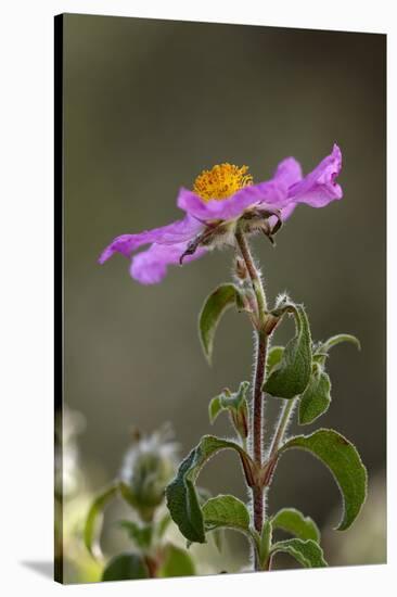 Pink Rockrose (Cistus Creticus) in Flower, Akamas Peninsula, Cyprus, April 2009-Lilja-Stretched Canvas