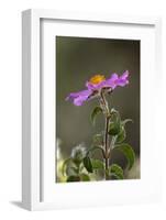 Pink Rockrose (Cistus Creticus) in Flower, Akamas Peninsula, Cyprus, April 2009-Lilja-Framed Photographic Print