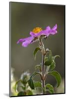 Pink Rockrose (Cistus Creticus) in Flower, Akamas Peninsula, Cyprus, April 2009-Lilja-Mounted Photographic Print