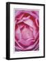 Pink Rose 1-Stacy Bass-Framed Giclee Print