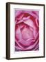 Pink Rose 1-Stacy Bass-Framed Giclee Print
