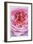 Pink Rose 2-Stacy Bass-Framed Giclee Print