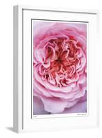 Pink Rose 2-Stacy Bass-Framed Giclee Print