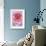Pink Rose 2-Stacy Bass-Framed Giclee Print displayed on a wall