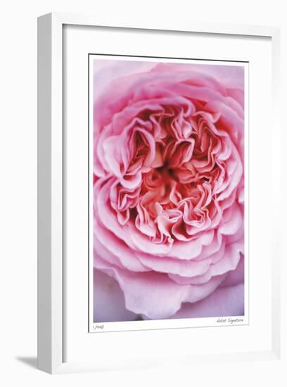 Pink Rose 2-Stacy Bass-Framed Giclee Print