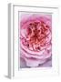 Pink Rose 2-Stacy Bass-Framed Giclee Print