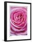 Pink Rose 3-Stacy Bass-Framed Giclee Print