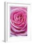 Pink Rose 3-Stacy Bass-Framed Giclee Print