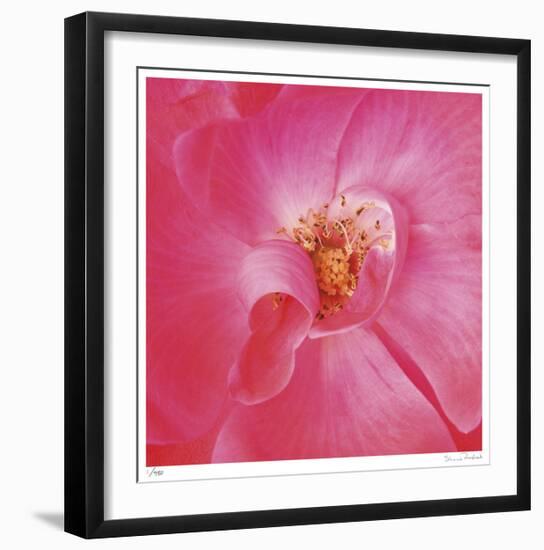 Pink Rose Abstract No 206-Shams Rasheed-Framed Giclee Print