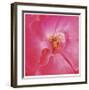 Pink Rose Abstract No 206-Shams Rasheed-Framed Giclee Print