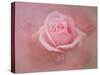 Pink Rose after the Storm-Jai Johnson-Stretched Canvas