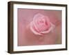 Pink Rose after the Storm-Jai Johnson-Framed Giclee Print