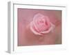 Pink Rose after the Storm-Jai Johnson-Framed Giclee Print