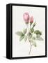 Pink Rose and Buds, 1826-Louise D'Orleans-Framed Stretched Canvas