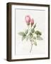 Pink Rose and Buds, 1826-Louise D'Orleans-Framed Giclee Print