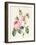 Pink Rose and Buds, 1832-Louise D'Orleans-Framed Giclee Print