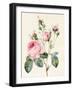 Pink Rose and Buds, 1832-Louise D'Orleans-Framed Giclee Print