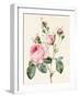 Pink Rose and Buds, 1832-Louise D'Orleans-Framed Giclee Print