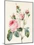 Pink Rose and Buds, 1832-Louise D'Orleans-Mounted Giclee Print