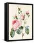 Pink Rose and Buds, 1832-Louise D'Orleans-Framed Stretched Canvas