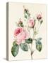 Pink Rose and Buds, 1832-Louise D'Orleans-Stretched Canvas