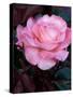 Pink Rose at Bellevue Botanical Garden, Washington, USA-null-Stretched Canvas