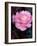 Pink Rose at Bellevue Botanical Garden, Washington, USA-null-Framed Photographic Print