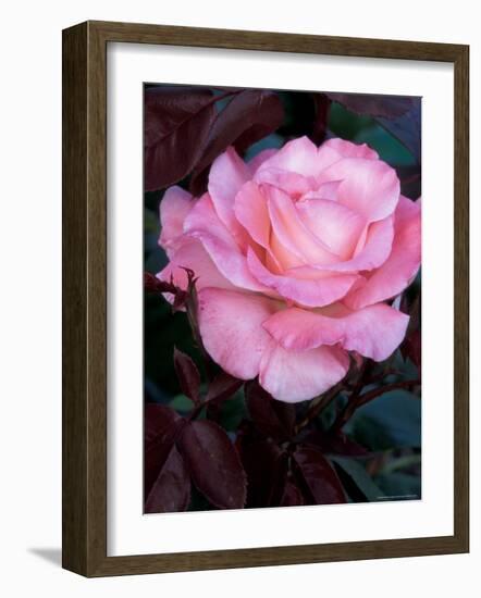 Pink Rose at Bellevue Botanical Garden, Washington, USA-null-Framed Photographic Print