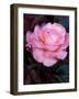 Pink Rose at Bellevue Botanical Garden, Washington, USA-null-Framed Photographic Print