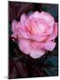 Pink Rose at Bellevue Botanical Garden, Washington, USA-null-Mounted Photographic Print