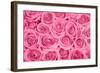 Pink Rose Bouqet-null-Framed Art Print