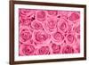 Pink Rose Bouqet-null-Framed Art Print