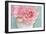 Pink Rose Bouquet-Cora Niele-Framed Photographic Print