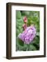 Pink Rose Bush, Usa-Lisa S. Engelbrecht-Framed Photographic Print