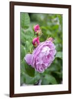 Pink Rose Bush, Usa-Lisa S. Engelbrecht-Framed Premium Photographic Print