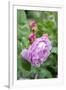 Pink Rose Bush, Usa-Lisa S. Engelbrecht-Framed Premium Photographic Print