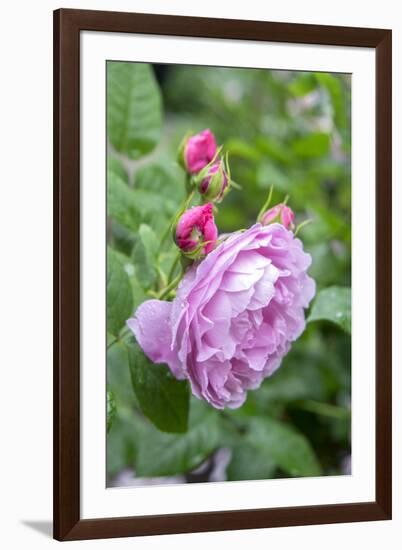 Pink Rose Bush, Usa-Lisa S. Engelbrecht-Framed Premium Photographic Print