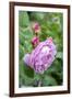 Pink Rose Bush, Usa-Lisa S. Engelbrecht-Framed Premium Photographic Print