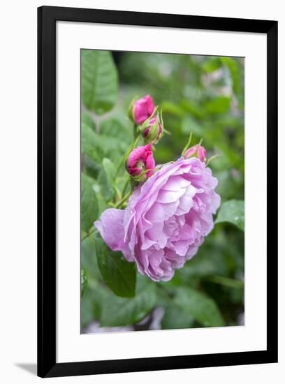 Pink Rose Bush, Usa-Lisa S. Engelbrecht-Framed Premium Photographic Print