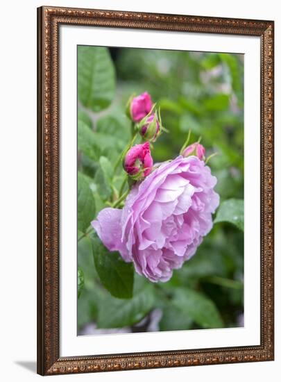 Pink Rose Bush, Usa-Lisa S. Engelbrecht-Framed Premium Photographic Print