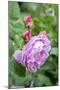 Pink Rose Bush, Usa-Lisa S. Engelbrecht-Mounted Premium Photographic Print